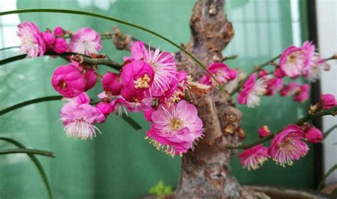 梅花风水|梅花风水禁忌,梅花有哪些寓意